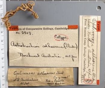 Media type: image;   Invertebrate Zoology OPH-2827 Aspect: labels